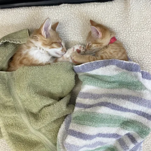 Two Cats in Towels at Ferry Farm Animal Clinic